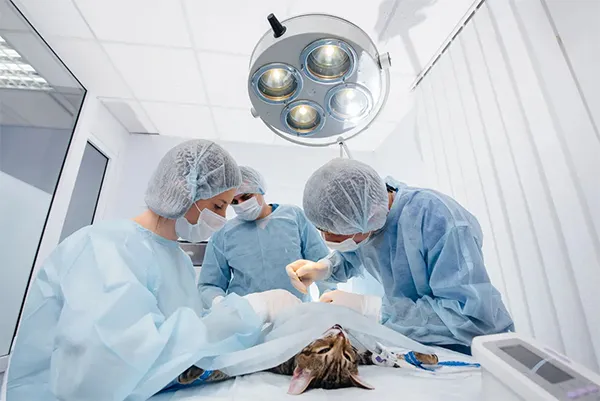 
منتجات خياطة الجروح لجراحة الأعصاب

 Veterinary Surgery